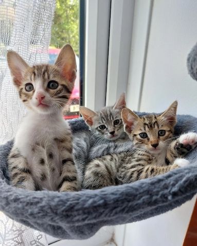 Verspielte Savannah F5 Kätzchen für liebevolle Heime