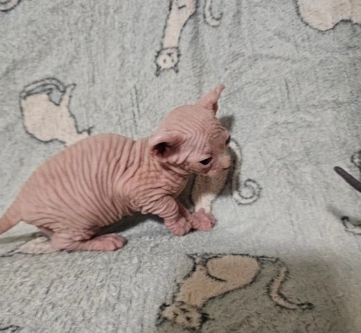 2 Sphynx-Kätzchen zu verkaufen