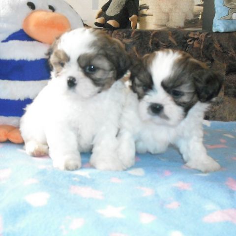 Shih Tzu Welpen mit Papieren 