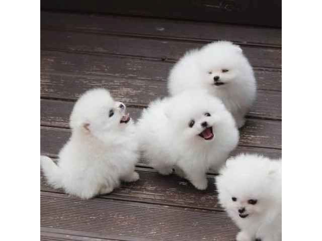 MINI ZWERGSPITZ POMERANIAN BOO WELPEN 