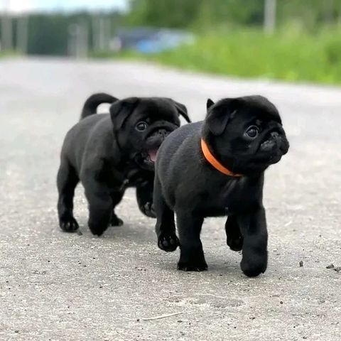 Mini Mops Welpen Beige und schwarz 