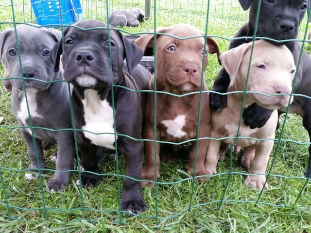 American Welpen Blue-Line Pit Bull Terrier 
