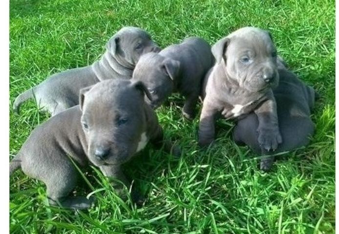 American Blue-Line Pit Bull Terrier Welpen W/M