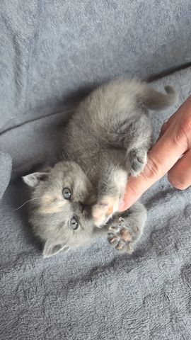 Kätzchen sucht neues Zuhause