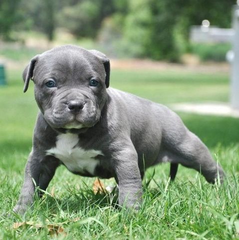 Erhältlich American Welpen Blue-Line Pit Bull Terrier whatsapp Nummer (+37069673271)