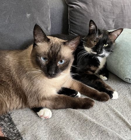Ich suche ein Familie für zwei  Senja und Tomik