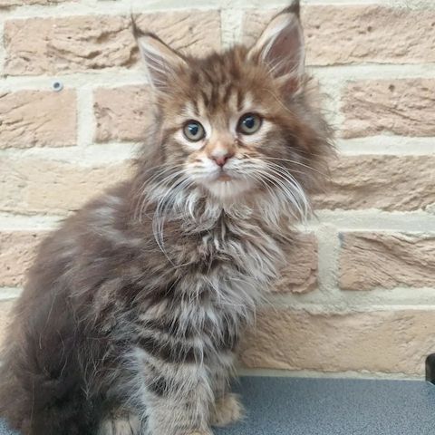 Wunderschöne Maine Coon Kätzchen suchen ein liebevolles Zuhause!