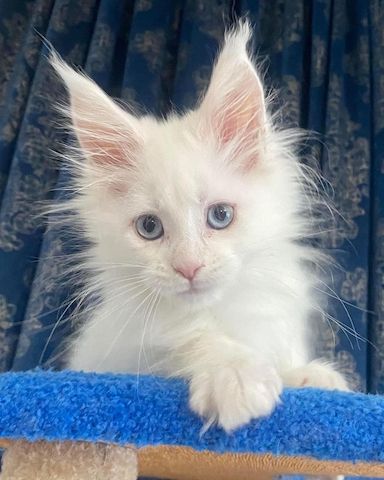 Wunderschöne Maine Coon Kätzchen suchen ein liebevolles Zuhause!