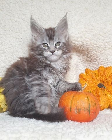 Maine Coon Kätzchen suchen ein liebevolles Zuhause!