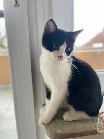 Liebevolle Katze