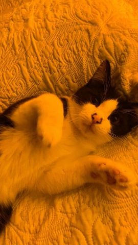 Liebevolle Katze