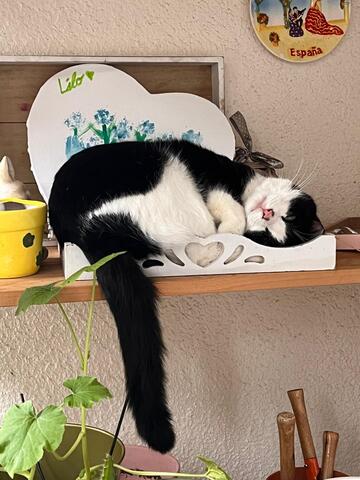 Liebevolle Katze