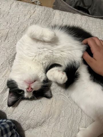 Liebevolle Katze
