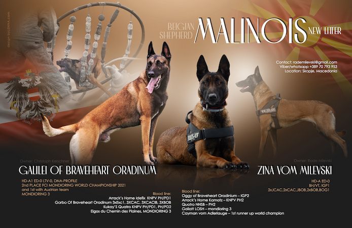 Malinois Welpen