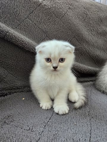 Süße Britische Katzenbabys – 2 Monate, Junge & Mädchen