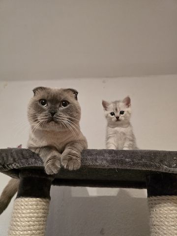 Süße Britische Katzenbabys – 2 Monate, Junge & Mädchen