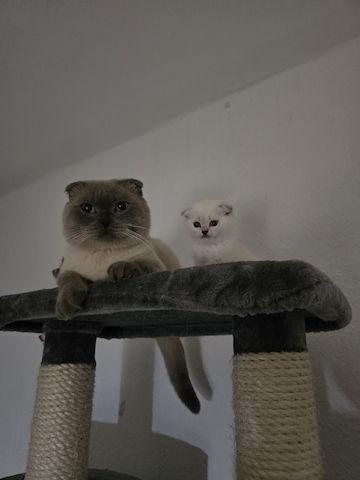 Süße Britische Katzenbabys – 2 Monate, Junge & Mädchen