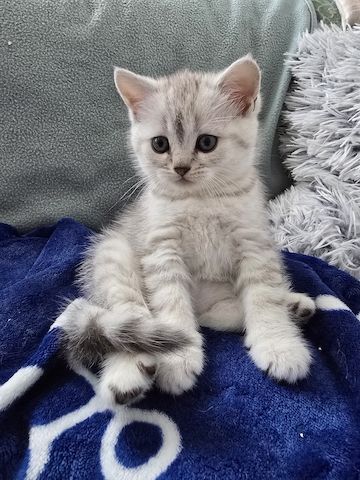 Süße Britische Katzenbabys – 2 Monate, Junge & Mädchen