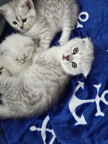 Süße Britische Katzenbabys – 2 Monate, Junge & Mädchen