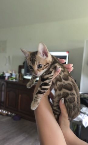 Bengalkatze sucht neues Zuhause!