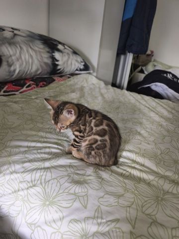 Bengalkatze sucht neues Zuhause!