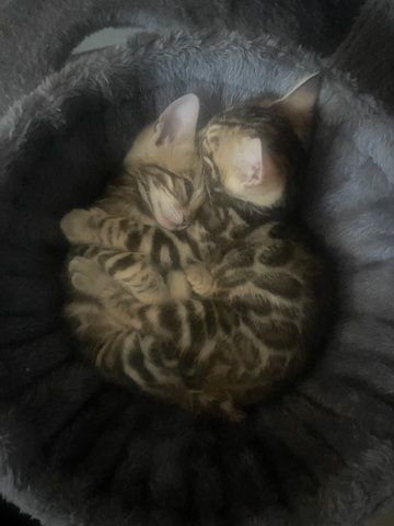 Bengalkatze sucht neues Zuhause!