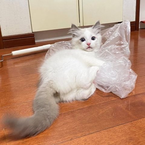 Süße Ragdoll-Kätzchen suchen ein neues Zuhause.