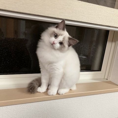 Süße Ragdoll-Kätzchen suchen ein neues Zuhause.