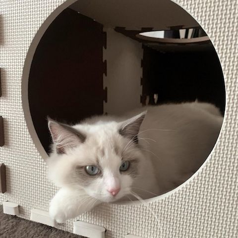 Süße Ragdoll-Kätzchen suchen ein neues Zuhause.