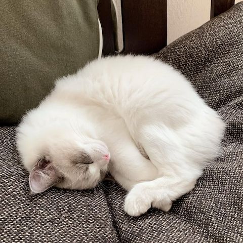Süße Ragdoll-Kätzchen suchen ein neues Zuhause.
