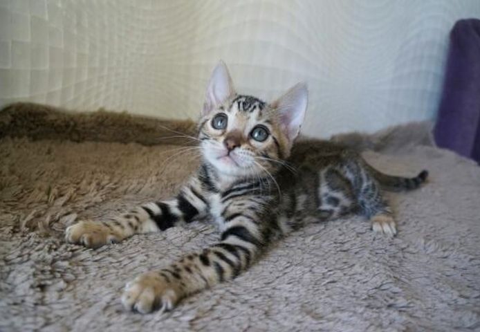 Süße Bengal-Kätzchen abzugeben
