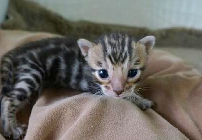 Süße Bengal-Kätzchen abzugeben