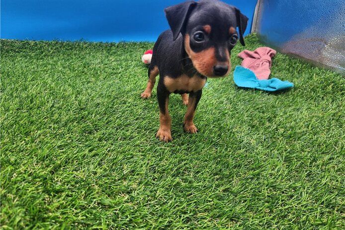 Lernen Sie unsere entzückenden Zwergpinscher-Welpen kennen! 🐾❤️