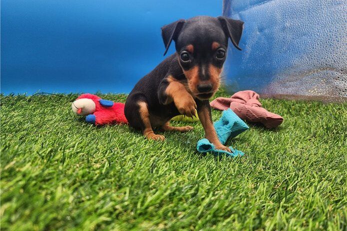 Lernen Sie unsere entzückenden Zwergpinscher-Welpen kennen! 🐾❤️