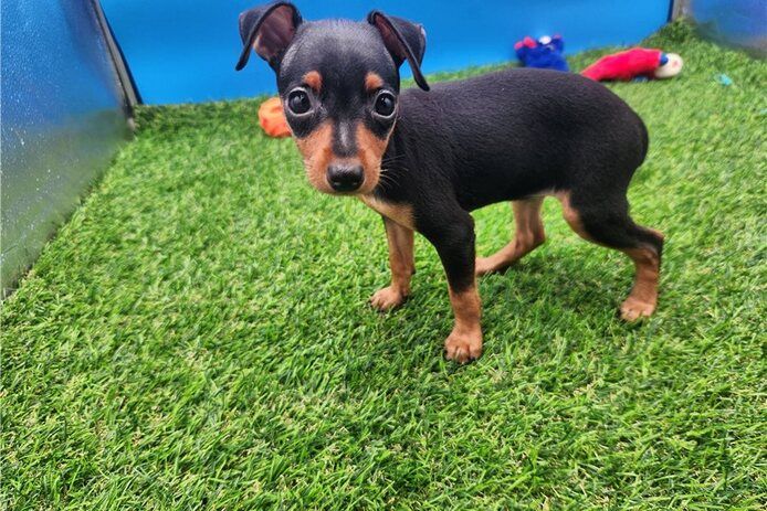 Lernen Sie unsere entzückenden Zwergpinscher-Welpen kennen! 🐾❤️
