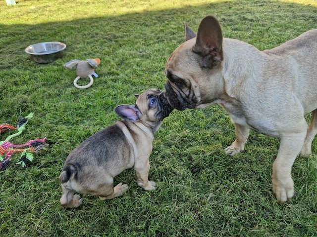 Französische Bulldoggen Welpen Männlich und Weiblich