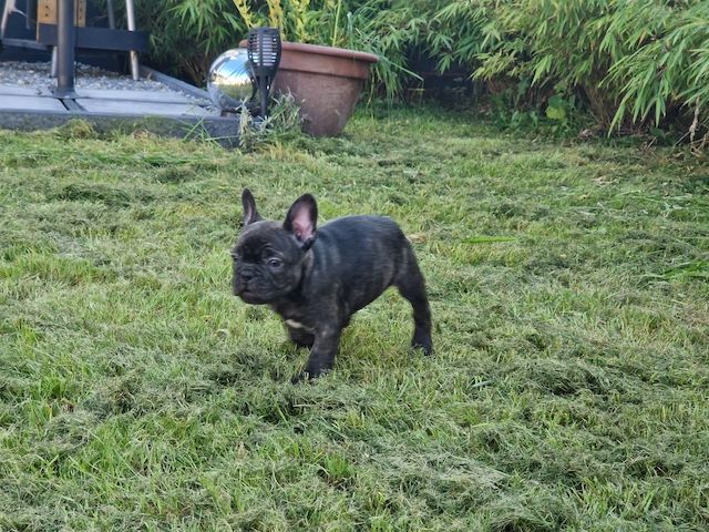 Französische Bulldoggen Welpen Männlich und Weiblich