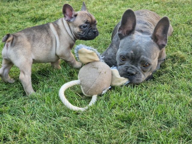 Französische Bulldoggen Welpen Männlich und Weiblich