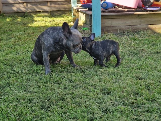 Französische Bulldoggen Welpen Männlich und Weiblich