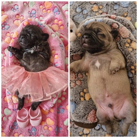 Französische Bulldoggen Welpen Männlich und Weiblich