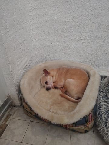 Hund Chihuahua