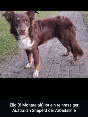 Adoptiere mich!