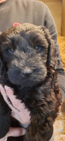 Schnoodle Welpen 