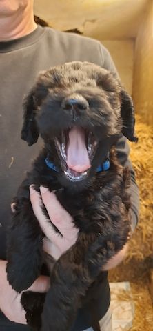 Schnoodle Welpen 