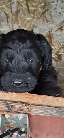 Schnoodle Welpen 