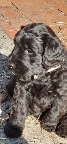 Schnoodle Welpen 