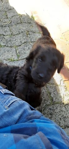 Schnoodle Welpen 