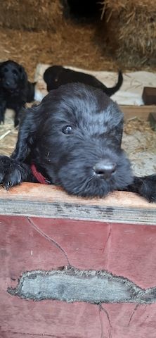 Schnoodle Welpen 