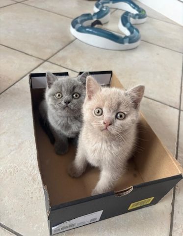 Kätzchen sucht neues Zuhause