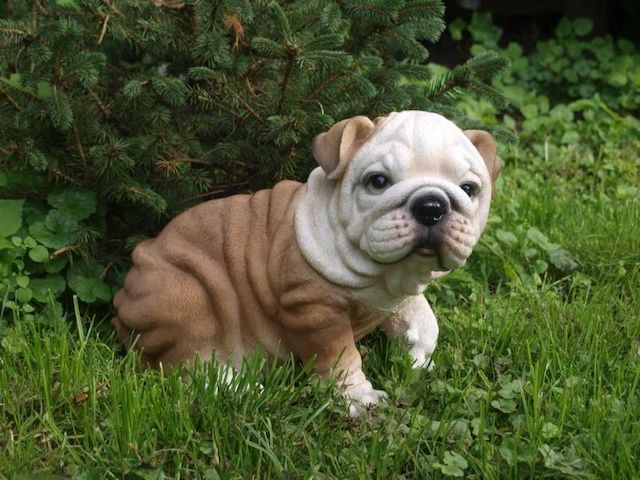 Englische Bulldogge welpen